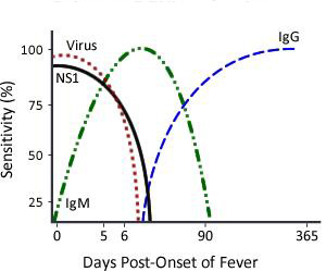 primary dengue infection